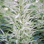 Aruncus sinensis 'Zweiweltenkind'