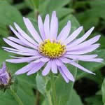 Aster frikartii 'Moench'