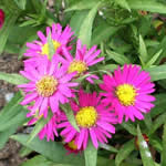 Aster novi-belgii