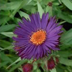 Aster novae-angliae 'Purple Dome'