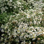 Aster ericoides 'Snow Furry'
