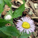 Aster spectabilis