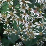 Aster macrophyllus 'Albus'