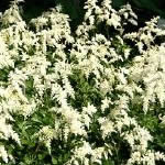 Astilbe Ardensii Hybrid 'Brautchleier'