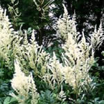 Astilbe 'Diamant'