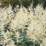 Astilbe 'Deutschland'