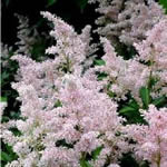 Astilbe 'Erika'