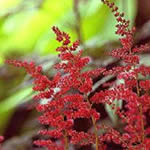 Astilbe 'Fanal'