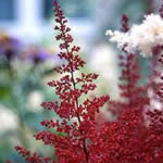 Astilbe Ardensii Hybrid microphylla 'Red Sentinel'
