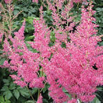 Astilbe arendsii hybrid microphylla 'Rheinland'