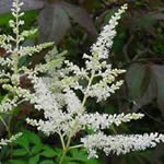 Astilbe Simplicifolia Hybrid 'Snowdrift'