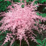 Astilbe Simplicifolia Hybrid 'Sprite'