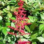 Astilbe Simplicifolia Hybrid thunbergii 'Vesuvius