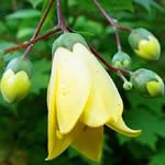 Kirengeshoma koreana