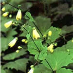 Kirengeshoma palmata