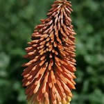 Kniphofia uvaria