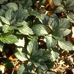 Pachysandra procumbens