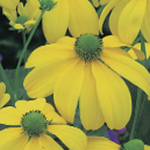Rudbeckia nitida ‘Herbstsonne’