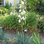 Yucca filamentosa