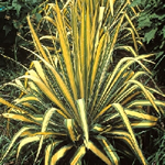 Yucca filamentosa 'Garland Gold'